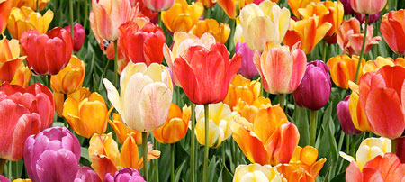 Visuel repr�sentant une image am�lior�e au travers de la technologie XR Colour de Sony