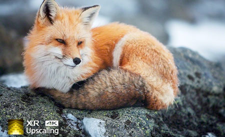 Visuel repr�sentant une image � la nettet� et aux textures optimis�s via la technologie XR Clarity de Sony