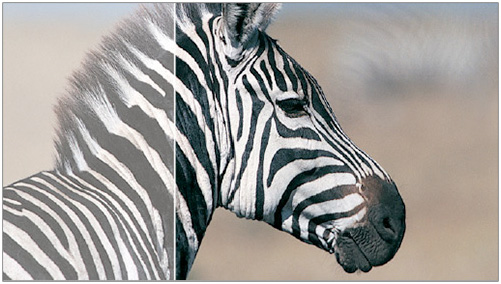 Visuel repr�sentant la technologie SmartContrast de Philips