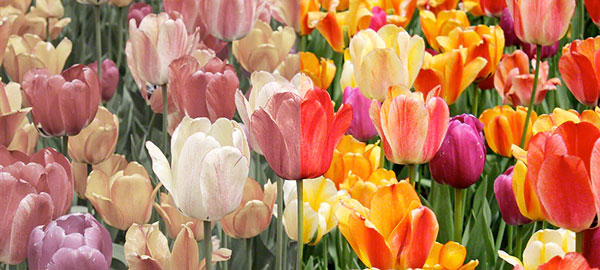 Visuel repr�sentant une image dont les couleurs ont �t� optimis�es par la technologie XR Triluminos Pro de Sony